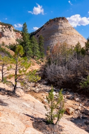 Checkerboard Mesa Zion