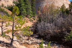 Checkerboard Mesa Zion